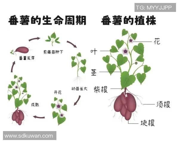果园中的四季变换与农事活动：从春种到冬藏的自然与人文探索